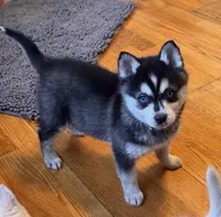 Max/pending, a male Alaskan Klee Kai for sale in Oakland, NE – Photo 4 of 7