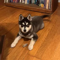 Max, a male Alaskan Klee Kai for sale in Oakland, NE – Photo 4 of 10