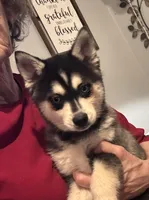 Max, a male Alaskan Klee Kai for sale in Oakland, NE – Photo 2 of 10