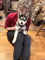 Max, a male Alaskan Klee Kai for sale in Oakland, NE – Photo 9 of 10
