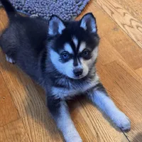 Max, a male Alaskan Klee Kai for sale in Oakland, NE – Photo 7 of 10