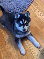 Max/pending, a male Alaskan Klee Kai for sale in Oakland, NE – Photo 7 of 7