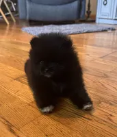 Brea/AKC/pending, a female Pomeranian for sale in Oakland, NE – 9 of 10