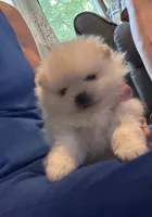 Kristy/AKC, a female Pomeranian for sale in Oakland, NE – 8 of 10