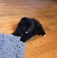 Brea/AKC/pending, a female Pomeranian for sale in Oakland, NE – 7 of 10