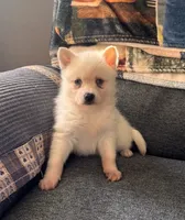 Krissy, a female Alaskan Klee Kai for sale in Oakland, NE – 9 of 10