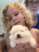 Kassy/AKC, a female Pomeranian for sale in Oakland, NE – 8 of 9