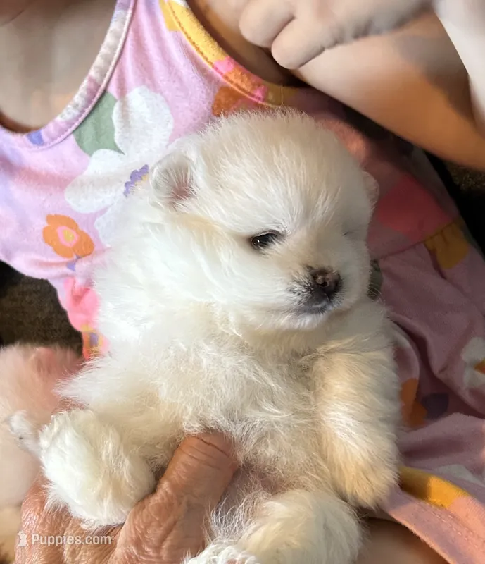 Kassy/AKC – Pomeranian puppy for sale in Oakland, NE
