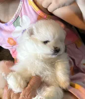Kassy/AKC, a female Pomeranian for sale in Oakland, NE – 1 of 9
