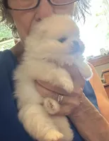 Kristy/AKC, a female Pomeranian for sale in Oakland, NE – 3 of 10