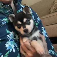 Mica, a female Alaskan Klee Kai for sale in Oakland, NE – 1 of 10