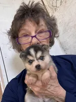 Kimmy, a female Alaskan Klee Kai for sale in Oakland, NE – Photo 5 of 6