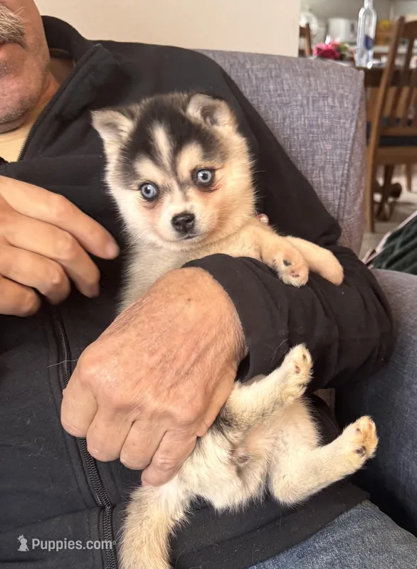 Kimmy – Alaskan Klee Kai puppy for sale in Oakland, NE