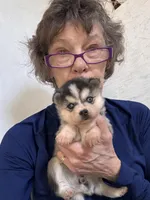 Kimmy, a female Alaskan Klee Kai for sale in Oakland, NE – Photo 6 of 6