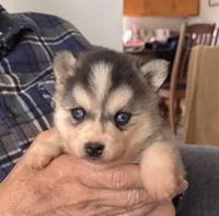 Kimmy, a female Alaskan Klee Kai for sale in Oakland, NE – Photo 2 of 6
