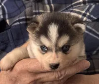 Kimmy, a female Alaskan Klee Kai for sale in Oakland, NE – Photo 4 of 6