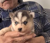 Kimmy, a female Alaskan Klee Kai for sale in Oakland, NE – Photo 3 of 6