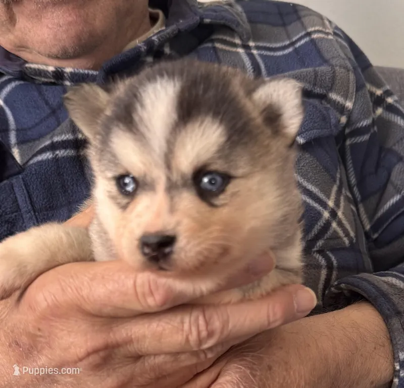 Kimmy – Alaskan Klee Kai puppy for sale in Oakland, NE