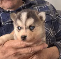 Kimmy, a female Alaskan Klee Kai for sale in Oakland, NE – Photo 1 of 6