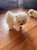 processed/c396a2ee-f6cd-4781-b70c-0239c4d7fe3f/listing/356dca3c-f2a7-4b01-9718-bbb2d4bfc8d5/1b3aa679-4371-48bf-b3d0-ea58557a61ca