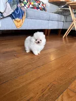 processed/c396a2ee-f6cd-4781-b70c-0239c4d7fe3f/listing/356dca3c-f2a7-4b01-9718-bbb2d4bfc8d5/348089bf-5ea5-44f2-87a2-6aa2db0ef740