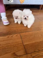 processed/c396a2ee-f6cd-4781-b70c-0239c4d7fe3f/listing/356dca3c-f2a7-4b01-9718-bbb2d4bfc8d5/6cc5924f-f5ee-4a2f-9c2e-d18f54db1e11