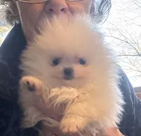 Frosty/will transport to Raleigh, a male Pomeranian for sale in Oakland, NE – Photo 1 of 7