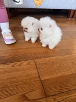 processed/c396a2ee-f6cd-4781-b70c-0239c4d7fe3f/listing/356dca3c-f2a7-4b01-9718-bbb2d4bfc8d5/aba1c3dd-5022-48db-bd7e-6060544e512c