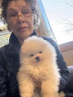 Frosty/will transport to Raleigh, a male Pomeranian for sale in Oakland, NE – Photo 3 of 7