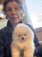 Frosty/will transport to Raleigh, a male Pomeranian for sale in Oakland, NE – Photo 7 of 7