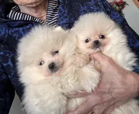 Frosty/will transport to Raleigh, a male Pomeranian for sale in Oakland, NE – Photo 4 of 7