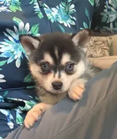 Micah, a male Alaskan Klee Kai for sale in Oakland, NE – 1 of 10