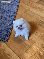 Timmy, a male Pomeranian for sale in Oakland, NE – 7 of 7