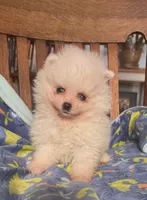 Charlie/will transport to Raleigh, a male Pomeranian for sale in Oakland, NE – Photo 6 of 10