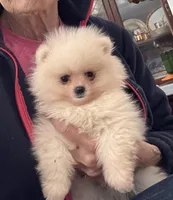 Charlie, a male Pomeranian for sale in Oakland, NE – Photo 5 of 7