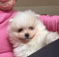 Charlie/will transport to Raleigh, a male Pomeranian for sale in Oakland, NE – Photo 5 of 10