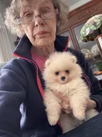 Charlie, a male Pomeranian for sale in Oakland, NE – Photo 7 of 7