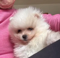 Charlie/will transport to Raleigh, a male Pomeranian for sale in Oakland, NE – Photo 3 of 10