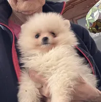 Charlie, a male Pomeranian for sale in Oakland, NE – Photo 3 of 7