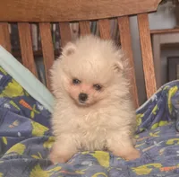 Charlie/will transport to Raleigh, a male Pomeranian for sale in Oakland, NE – Photo 2 of 10