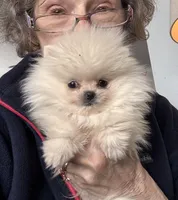 Charlie, a male Pomeranian for sale in Oakland, NE – Photo 4 of 7