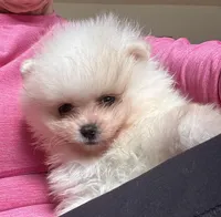 Charlie/will transport to Raleigh, a male Pomeranian for sale in Oakland, NE – Photo 4 of 10