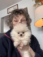 Charlie, a male Pomeranian for sale in Oakland, NE – Photo 6 of 7