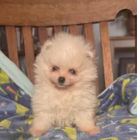 Charlie/will transport to Raleigh, a male Pomeranian for sale in Oakland, NE – Photo 1 of 10