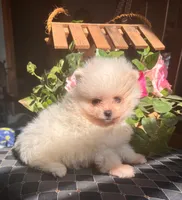 Charlie/will transport to Raleigh, a male Pomeranian for sale in Oakland, NE – Photo 8 of 10