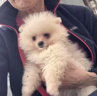 Charlie, a male Pomeranian for sale in Oakland, NE – Photo 2 of 7