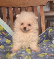 Charlie/will transport to Raleigh, a male Pomeranian for sale in Oakland, NE – Photo 9 of 10
