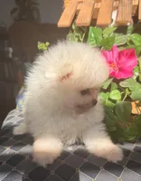 Charlie/will transport to Raleigh, a male Pomeranian for sale in Oakland, NE – Photo 7 of 10