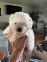 Frosty/AKC, a male Pomeranian for sale in Oakland, NE – 6 of 10