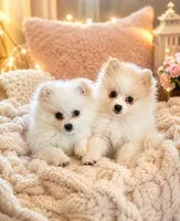 Gigi, a female Pomeranian for sale in Oakland, NE – 2 of 2